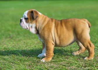 English Bulldog Puppy For Sale - Dog and Puppy Pictures