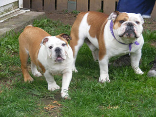 My Precious Bullies - Dog Breeders