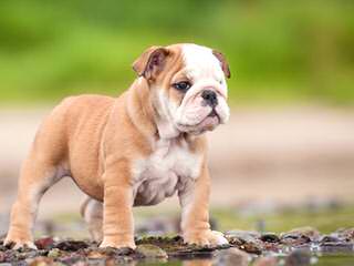 Champion Sired English Bulldog Puppies! - Dog Breeders