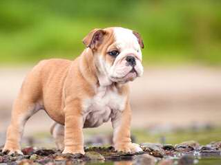 Pheasant Hill Bulldogs - Dog Breeders