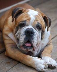 English Bulldog Stud - Dog Breeders