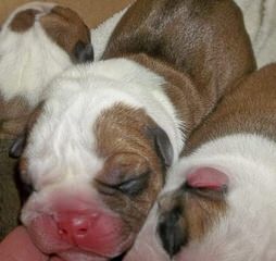 English Bulldog Puppies - Dog and Puppy Pictures