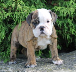 An English Bulldog That Need’s To Breed - Dog Breeders