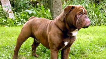 Wiggle And Wrinkles Bulldogs - Dog Breeders