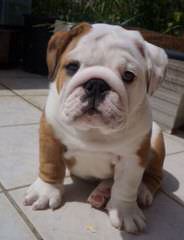 Male English Bulldog (1 Available) - Dog Breeders