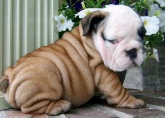 Hilltophounds English Bulldogs - Dog Breeders