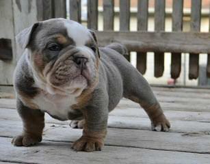 Male English Bulldog To Breed With Female Bulldog - Dog and Puppy Pictures