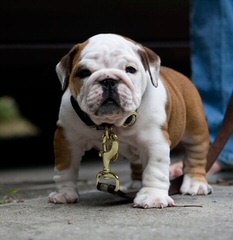 Aldar’s English Bulldogs - Dog Breeders