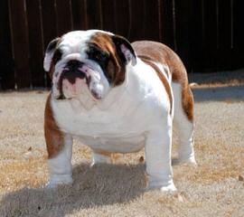 English Bulldog At Stud - Dog Breeders