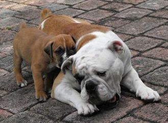 English Bulldog Puppies - Dog and Puppy Pictures