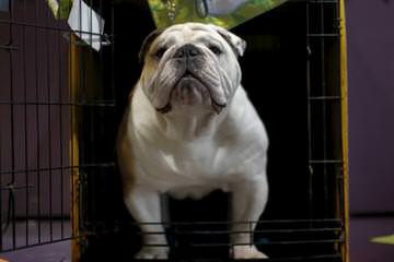 Miniature Bulldog Puppies - Dog Breeders