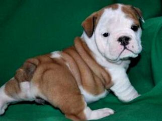 Bulldog Ravine - Dog and Puppy Pictures