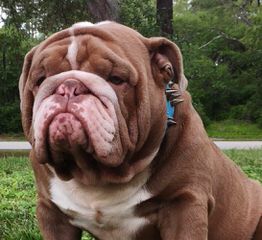 English Bulldog Puppies - Dog Breeders