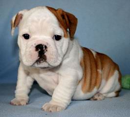 Holtzkys Bulldogs - Dog and Puppy Pictures