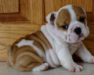 Male English Bulldog - Dog Breeders