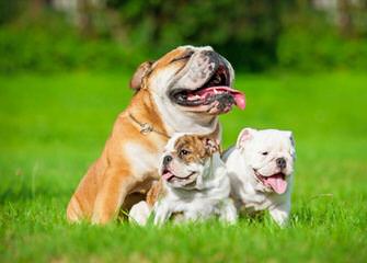 Cherishabull Bulldogs - Dog and Puppy Pictures