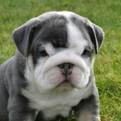 Bulldogranch – Bulldogs - Dog Breeders