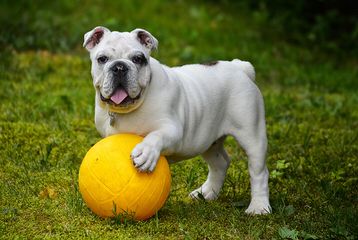 Hilltophounds English Bulldogs - Dog and Puppy Pictures