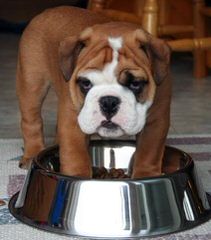 An English Bulldog That Need’s To Breed - Dog Breeders