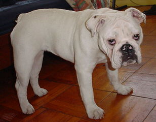 Waltmans Bulldogs - Dog Breeders