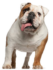 Adorable Bulldogs - Dog Breeders