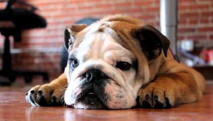 Manhattan Bulldogs - Dog Breeders