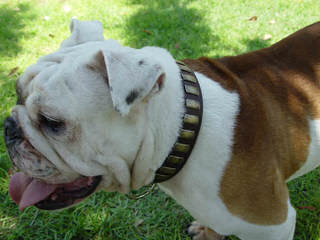 Kanteel English Bulldogs - Dog Breeders