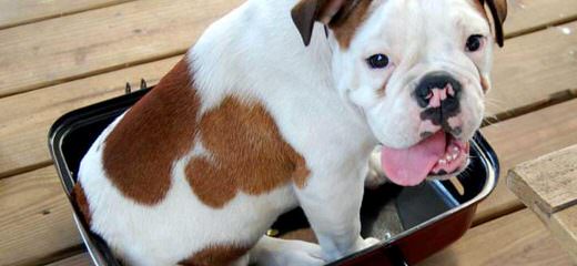 Rio Bravo Bulldogges - Dog Breeders