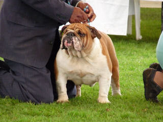 bulldog puppies - Dog Breeders