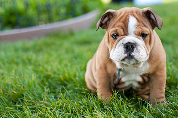 English Bulldog - Dog and Puppy Pictures