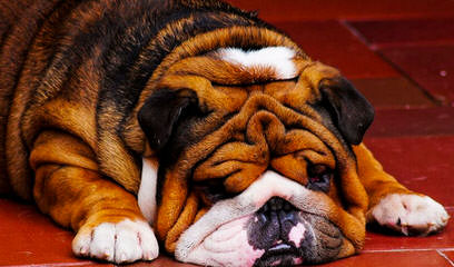 English Bulldog - Dog Breeders