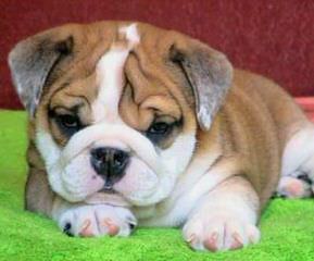 Masiffs & English Bulldogs - Dog Breeders