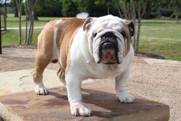 Lake Valley Bulldogs - Dog and Puppy Pictures