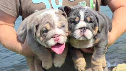 English Bulldog Puppies Of Monino. - Dog Breeders
