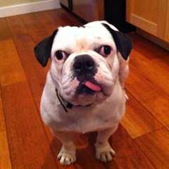 Male English Bulldog To Breed With Female Bulldog - Dog and Puppy Pictures