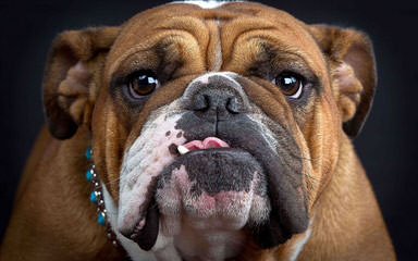 Ch Line Bullies Available - Dog Breeders