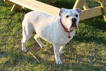 Caddo Valley Bulldogs - Dog Breeders