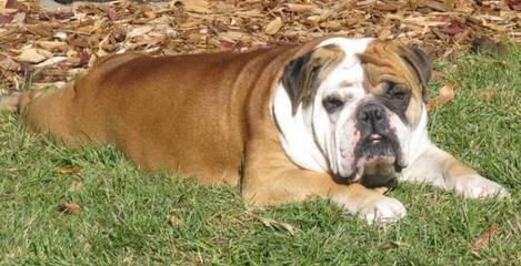 Springvalley Bulldogs - Dog and Puppy Pictures