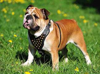 Kanteel English Bulldogs - Dog and Puppy Pictures