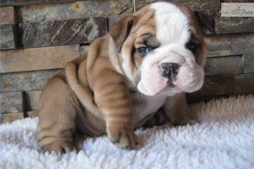 Champion Sired English Bulldog Puppies! - Dog Breeders