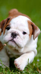 English Bulldog - Dog and Puppy Pictures