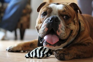 Best of British Bulldogs - Dog Breeders