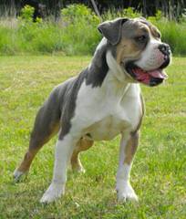 English Bulldog - Dog Breeders