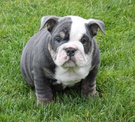 Caddo Valley Bulldogs - Dog Breeders