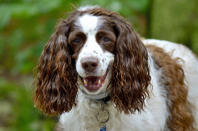 English Springer Spaniel Dogs and Puppies