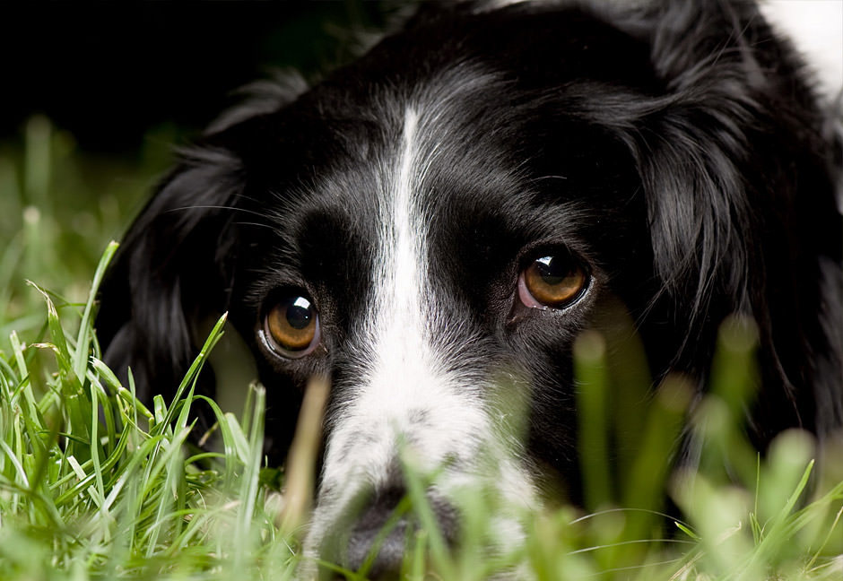 English Springer Spaniel Dogs and Puppies