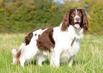 Cedarhome Springers - Dog Breeders