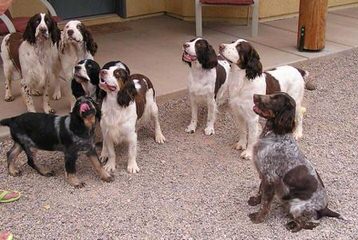 1St And 10 English Springer Spaniels - Dog and Puppy Pictures