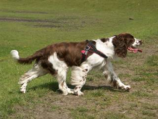 Beautiful 9 Week-Old Liver Male - Dog Breeders