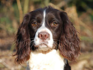 Akc English Springer Spaniels Liver & White - Dog Breeders